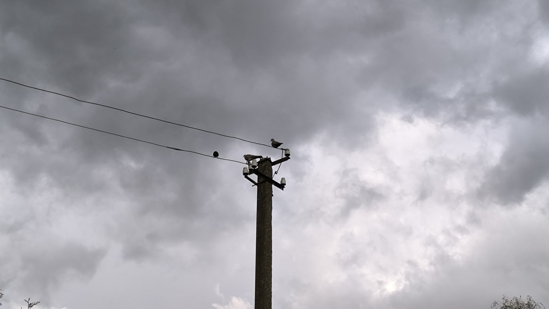 A photo of birds sitting on a concrete utility pole